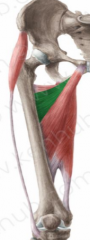 O: body of pubis, inferior ramus of pubis
I: proximal half of the medial lip of the liena aspera 
A: Hip adduction, hip flexion, medial rotation