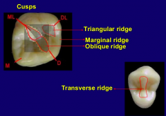  marginal ridge is a linear, rounded border of enamel that forms the mesial and distal margins of anterior teeth as viewed from the lingual, and the mesial and distal borders of occlusal surfaces on posterior teeth. 