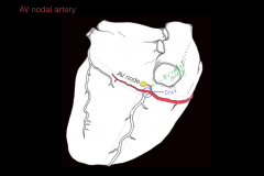 -AV nodal artery arises at the crux, which is the intersection of the RCA and the PDA.

-It supplies the AV node