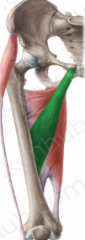 O: anterior aspect of the body of pubis
I: middle of the medial lip of the linea aspera 
A: hip adduction, hip flexion, medial rotation