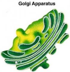 Golgi Apparatus 