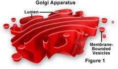 Golgi Apparatus