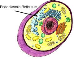 Endoplasmic  Reticulum