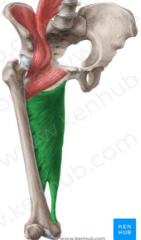 O: ischiopubic ramus extending to the inferior part of the ischial tuberosity 
I: upper medial part of the linea aspera of the femur to the medial supracondylar ridge of the femur, adductor tubercle of the femur 
A: hip adduction, flexion (oblique...