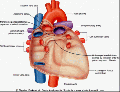 created by reflections of serous pericardium; visceral pericardium extends off surface of heart to become continuous with parietal pericardium.
 
- oblique pericardial sinus: inferior to pulmonary veins, posterior to heart
- transverse pericardial...