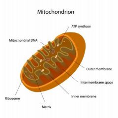Mitochondria 