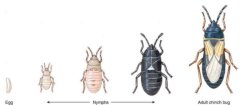 Beskriv den hemimetabol udvikling og føden de indtager hos insekter
