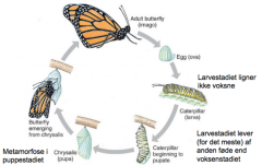 Beskriv den holometabol udvikling og føden de indtager hos insekter