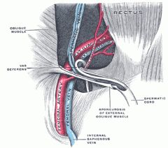 CONTIENE
- El conducto deferente
- El nervio Ilioinguinal
- Músculo cremáster
- La arteria del conducto deferente, la arteria - testicular, arteria y vena cremastéricas y el plexo venoso pampiniforme (equivalente a la vena testicular).
- nervio...
