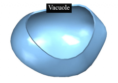 Vacuole