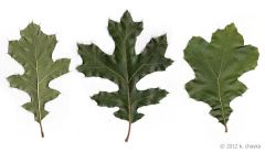 alternate, simple leaves with relatively deep sinuses and bristle-tipped lobes. Acorn caps with tightly loosely overlaping imbricate scales near the margin. Buds pubescent. Bark thick, blocky in appearance without smooth ridges. Inner bark distinc...