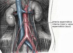 Cada arteria cruza oblicuamente sobre el uréter y la parte inferior de la arteria ilíaca externa para alcanzar el anillo inguinal profundo, a través del cual pasa, y acompaña a los otros constituyentes del cordón espermático a lo largo del c...