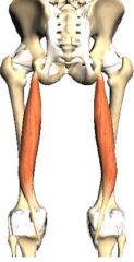 O: ischial tuberosity 
I: medial surface of the upper shaft of the shaft of the tibia 
A: hip extension, knee flexion, medial rotation of the knee 