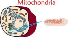Mitochondria