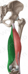 O: ischial tuberosity 
I: posteromedial surface of the medial tibial condyle 
A: hip extension, knee flexion , medial rotation 