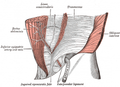 es una línea horizontal que sobrepone el borde inferior de la capa interna de la vaina de los músculos rectos abdominales. También es donde los vasos epigástricos inferiores perforan el recto del abdomen