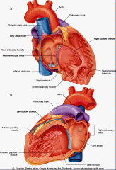 1. SA node (pacemaker in wall of atrium)


2. Internodes fibers


3. AV node


4. AV bundle (his bundle)


5. right and left bundle branches


6. subendocardial branches of purkinje fibers)


 


clinical: Heart block (damage to AV node or AV bun...