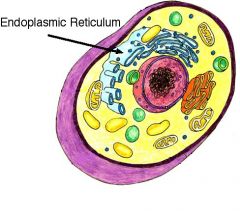 Endoplasmic reticulum