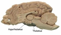 Thalamus (växelterminal) och hypothalamus (bestämmer om hormoner, homeostas och emotioner)