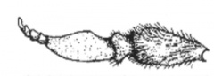 Beskriv antenner hos laverestående fluer