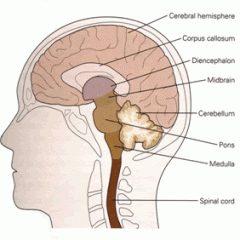 1. Telencephalon (Storhjärnan)
2. Diencephalon (mitthjärnan)
3. Cerebellum (lillhjärnan)
4. Hjärnstammen
5. Ryggmärgen