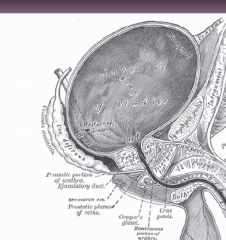 figure out the 4 urethral parts, the 2 sphincter locations, and the cowper's glands here