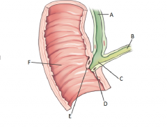 Label the parts of the Distal Common Bile duct