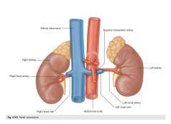 Left renal vein:
posterior > SMA 
anterior > abdominal aorta


==> left renal vein can be compressed by an aneurysm in either of these
(See drawn diagram )


Renal arteries:
Right renal A
> longer than LRA, 
posterior:
> IVC