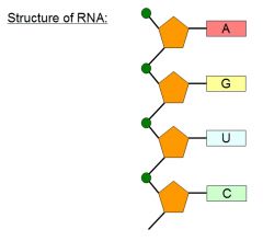 RNA (ribonucleic acid) was the first replicator molecule.