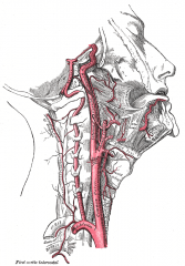 A. carotis interna
A. vertebralis
Aorta (stora kroppspulsådern)