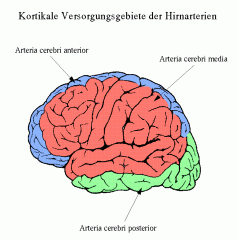 A. cerebri anterior
A. cerebri media
A. cerebri posterior