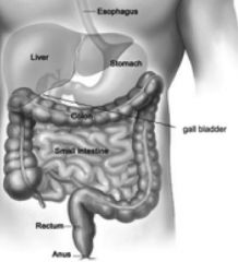 **think about referred pain, palpate above and below area of complaint


 


LUQ- pancreas, spleen


RUQ- gallbladder, liver


LLQ- colon, intestine, L ovary


RLQ- appendix, intestine, R ovary