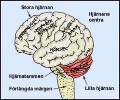 1. Telencephalon (storhjärnan)
2. Diencephalon (mitthjärnan)
3. Cerebellum (lillhjärnan)
4. Hjärnstammen (mescencephalon, pons, medulla oblongata)
5. Ryggmärgen