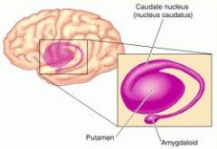 Nucleus caudatus (svanskärnan) och putamen (att fundera)