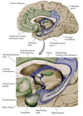 - Fornix
- Hippocampus
- Para hippocampal gyrus (runt hippocampus)
- Corpus mamillare
- En kärna i talamus