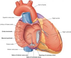 The pectinate muscles are prominent ridges of atrial myocardium located on the
inner surfaces of much of the right atrium and of both auricles (which are small
conical pouches projecting from the upper anterior portion of each atrium).