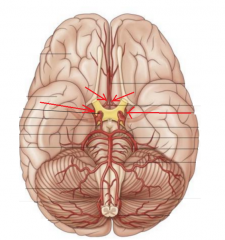 This is one of the major branches of the internal carotid a. It enters the longitudinal fissure to supply most of the medial and superior surfaces of the cerebral hemispheres (mainly frontal & paritetal lobes). 