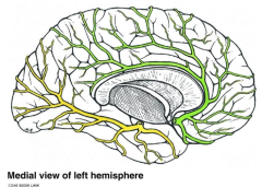 Anterior Cerebral a. (Green) 