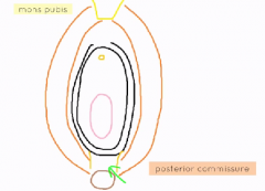 front- mons pubis- pad of fat in front of pubic symphysis
back- posterior commissure- depression that is connection between anus and vagina