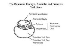 - the inner cell mass is converted into a two
layered structure called the bilaminar embryonic disc.
- epiblast + hypoblast