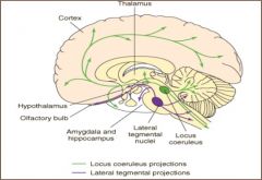cell bodies originate in locus coeruleus in dorsal pons - widespread innervation to brain and spinal cord; controls responses to external sensory and motor stimuli;  arousal & attention; may play role in learning & memory;  important role in depre...
