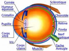 Membrane intermédiaire, noire et riche en vaisseaux sanguins. Elle nourrit l'oeil et absorbe les rayons inutiles