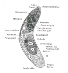 • (Alle) obligate intracellulære 
parasitter
• Vegetative stadier er uden 
cilier/flageller
• Cytoskelet veludviklet -glidende bevægelse
• Finder ind i friske 
værtsceller
• Apikalt kompleks benyttes 
ved endocytose – dannelse af 
parasitofor vak