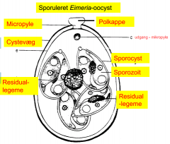 Sporulerede oocyster
Eimeria-arter:
4 sporocyster med hver 
2 sporozoiter
Isospora-arter:
2 sporocyster med hver 
4 sporozoiter