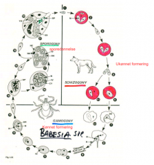 I værten:
1. sporozoiter invaderer erytrocytter
2. formering ved simoel tvedeling (schizogoni)
3. dannelse af kønnede stadier
I flåter:
1. zygotedannelse
2. multiplikation i flåtens tarmceller (gamogoni)
3. frigørelse af merozoiter
4. ny opformeri