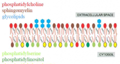 Membranen er opbygget af et dobbelt lipidlag. Phosphor-lipiderne har hydorfile hoveder og hydrofobe hoveder. Halerne vender ind mod midten af cellen. Mellem phosphorlipiderne er der indlejret kolesterol, der gør membranen stivere. 
Der er ligeledes indle