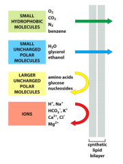 Små hydrofobe molekyler og små uladede polære molekyler kan passerer direkte over membranen (simpel diffusion), mens større u-ladede poære molekyler og ioner skal transporteres over.
