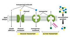 Der er to typer af transport over cellemembran: kanaler og transportere. Transportere lader kun molekyler der passer til deres solute binding site passerer. Kanalerne diskriminerer hovedsagligt ud fra ion størrelsen og deres elektriske ladning.
