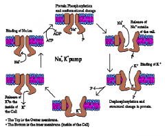 Na+/K+ pumpen sørger for at der bliver pumpet Na+ ud af cellen og K+ ind. Pumpen er en aktiv co-transporter da der forbruges ATP under dannelsen. Når Na+ sætter sig på binding sitet i transportproteinet fosforylerer pumpen sig selv (påsættelse af et fosfa