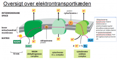 Der findes mange elektrontransport kæder i den inderste membran og hver enkelt består af over 40 proteiner. De fleste proteiner ligger i fedtlaget i membranen. I hver kæde er der 3 store protein/enzym komplekser: 
1.	NADH hydrogenase komplekset, der modt